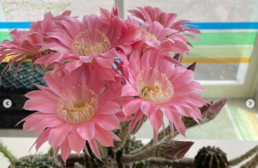 Năm nay họ cũng trang trí bằng xương rồng 🌵. Hàng năm, những bông hoa được mang đến từ hai đến ba ngày trước khi chúng bắt đầu nở để khách hàng có thể xem [Minoricchi Hokuryu]