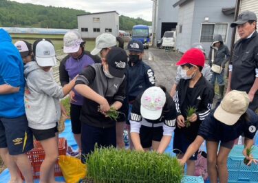 今日は我が家の水田で、真竜小学校5年生12名の生徒が裸足で田植え体験をしましたぁ。北竜町・佐々木康宏 町長も子供たちと一緒に田植えをしていただきましたぁ【（株）高田】