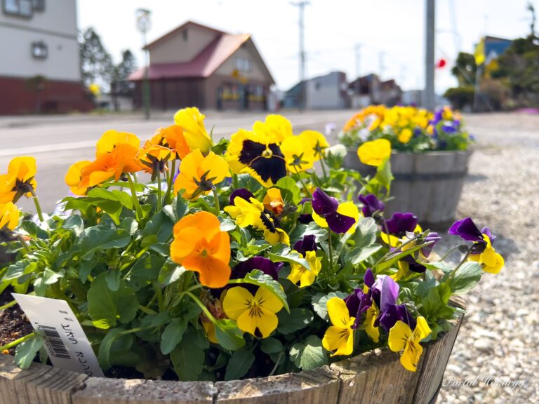 心ときめく素敵なお花たち「ビオラ＆パンジー」