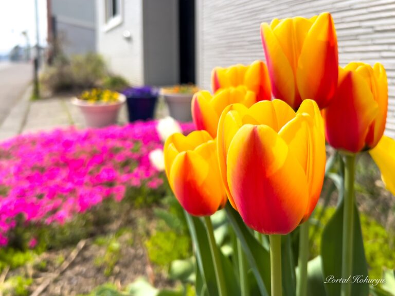 Tulipanes coloridos y lindos