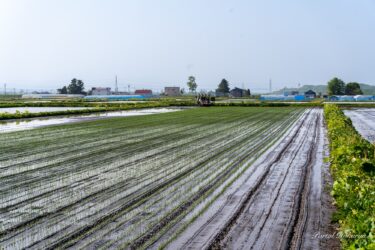 生命力あふれる田んぼパワ ー！