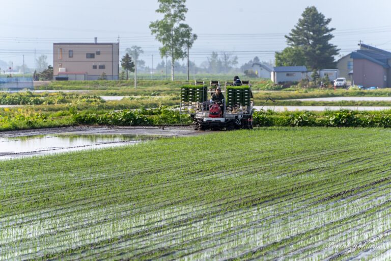 田植えスタート