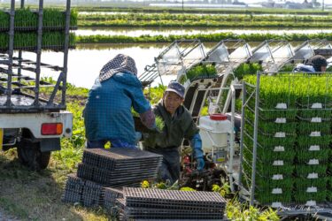 連携作業が重要な田植え作業