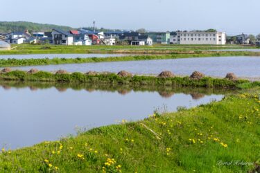 田んぼの周りに広がる風景