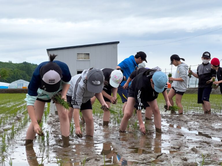 北竜町立真竜小学校の田植え体験