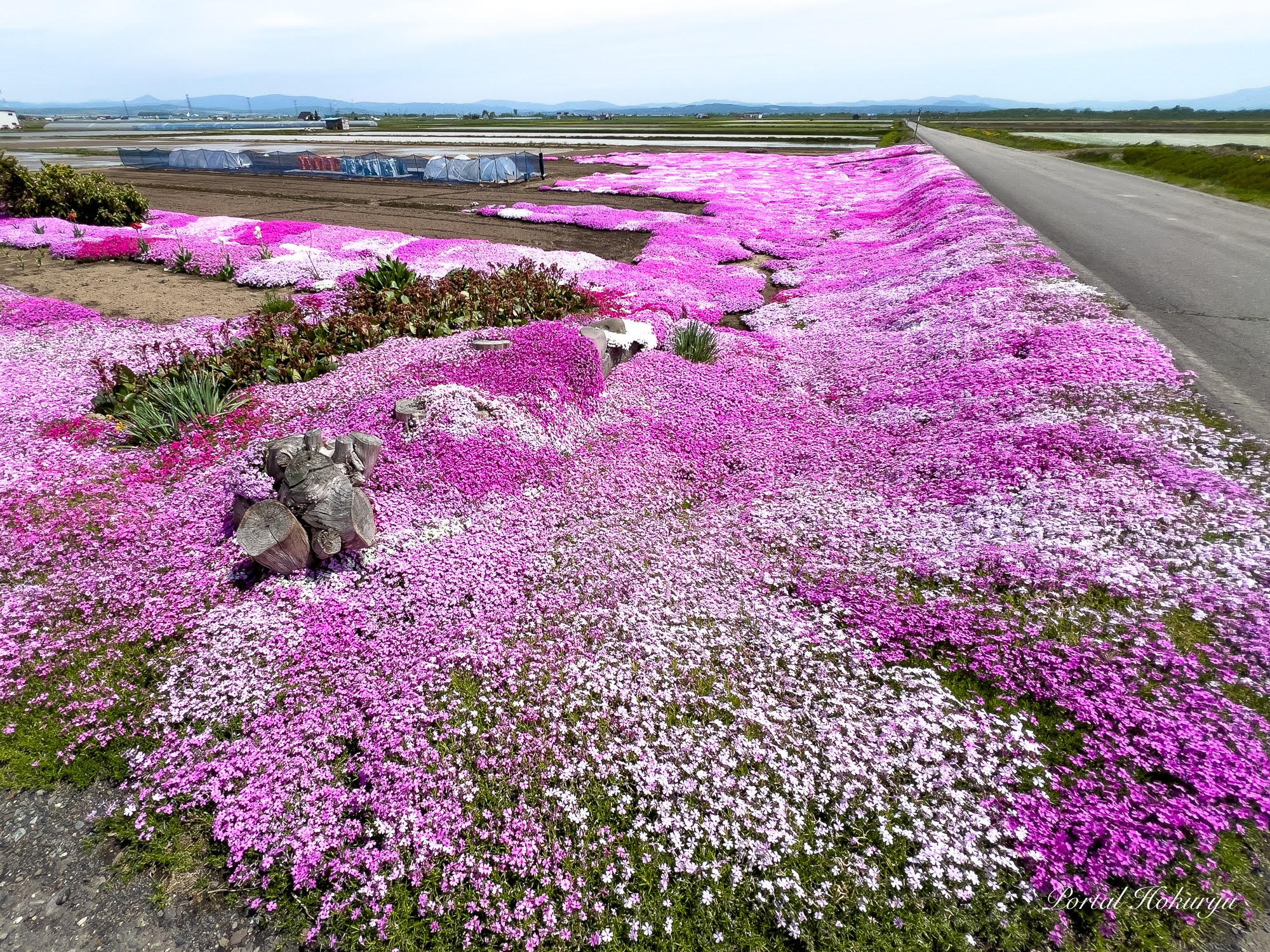 夢の世界へ誘う南波ご夫妻の芝桜に感謝感激！北海道じゃらん６月号でも紹介されています！