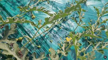 5月2日（木）本日よりスイカの着果開始【（株）高田】