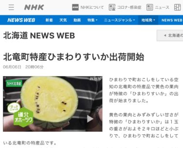 【期間限定動画公開】北竜町特産ひまわりすいか出荷開始【NHK 北海道 NEWS WEB】