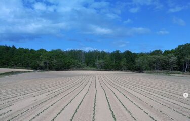 เมล็ดพันธุ์ถูกหว่านเมื่อวันพุธที่ 5 มิถุนายน และประมาณสามสัปดาห์ต่อมา มันก็งอกออกมาสวยงาม ฉันหวังว่าเราจะสามารถเก็บเกี่ยวถั่วเหลืองคุโรเซ็นโงคุดีๆ ได้จำนวนมากในปีนี้เช่นกัน ฉันตั้งตารอที่จะเห็นมันเติบโต! [สมาคมสหกรณ์ธุรกิจคุโรเซ็นโกกุ]