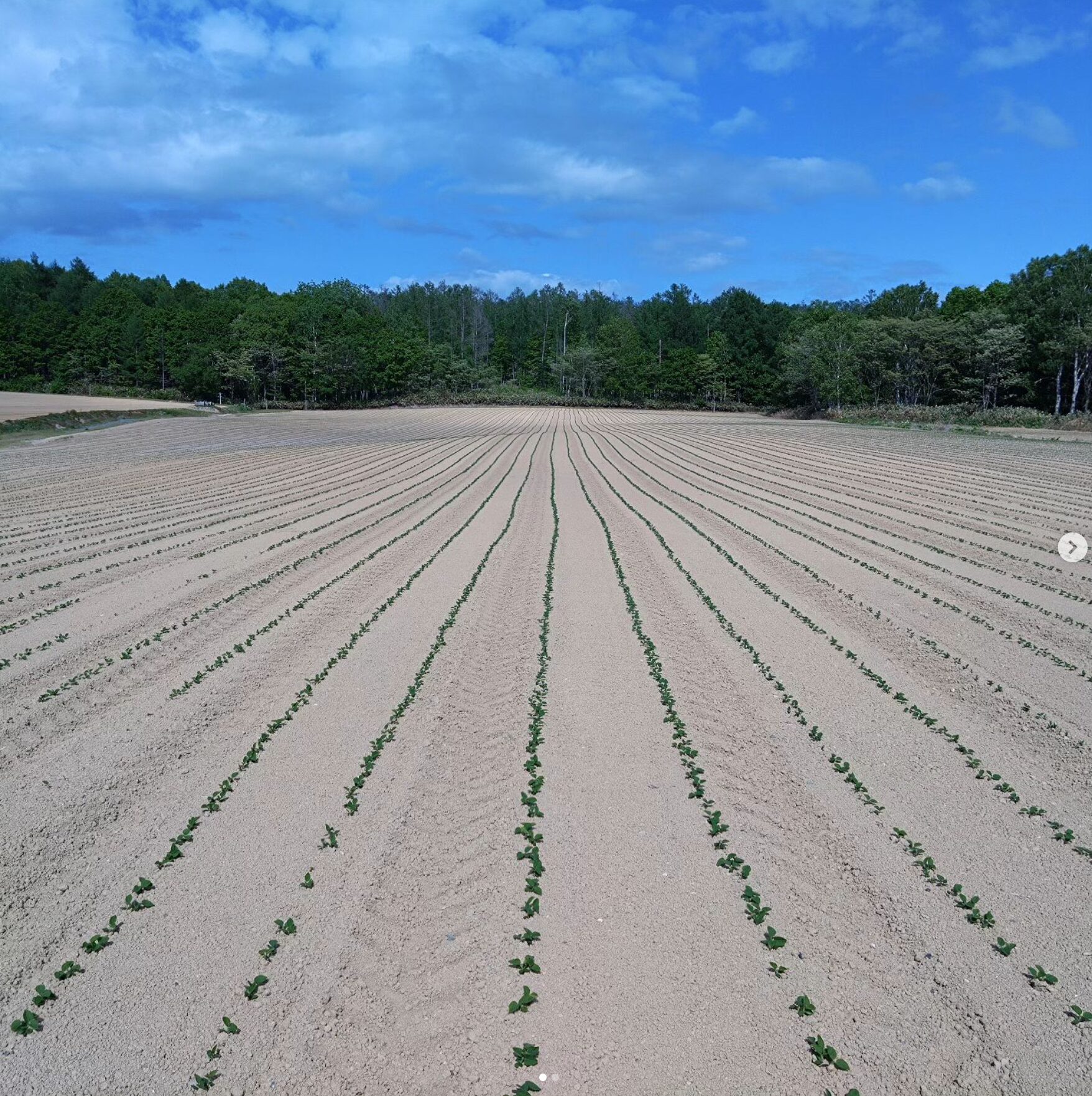 6月5日（水）播種して３週間くらい、きれいに芽が出ました ✨ 今年も立派な黒千石大豆がたくさん採れると良いですね。成長が楽しみです！【黒千石事業協同組合】