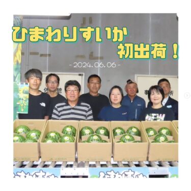 6月6日、北竜町特産の果肉が黄色い「ひまわりすいか」の初出荷が行われました。今年の初出荷での糖度は12度と高い数値となりました ✨【きたそらち農業協同組合】