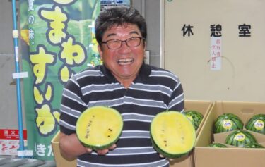 6月6日（木）北竜町特産の果肉が黄色い「ひまわりすいか」の初出荷が行われました。今年の初出荷での糖度は12度と高い数値となりました✨【きたそらち農業協同組合（ＪＡきたそらち）】