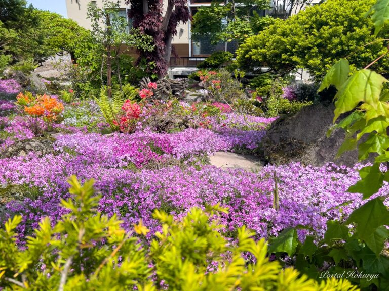 春の庭を飾る華麗なる花たち