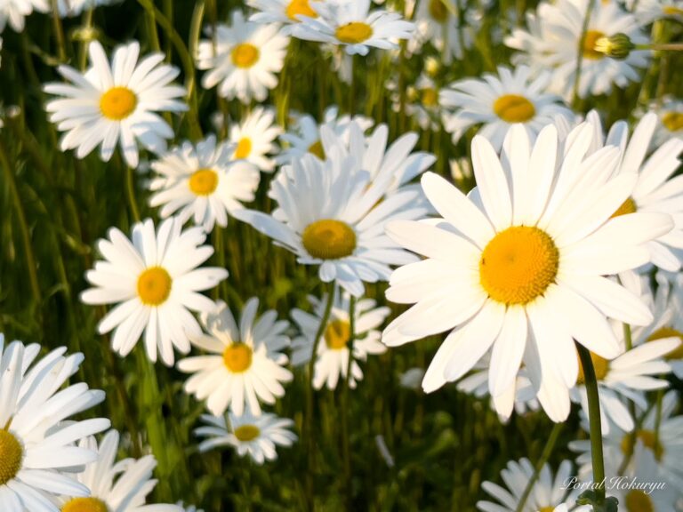 純白の花嫁の花・マーガレット