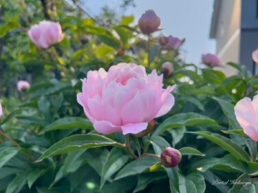 乙女の恥じらい色に染まる清楚な花「芍薬（しゃくやく）」