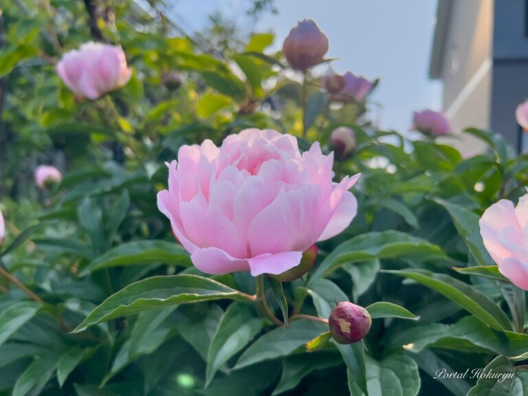 清楚な花「芍薬」