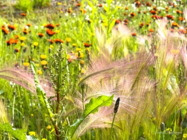 野原に開く可憐な野草花