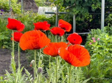 夕陽の赤橙色に染まるポピー（ひなげし）