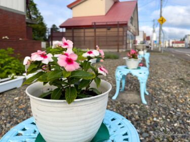 心癒やす素敵な花たち