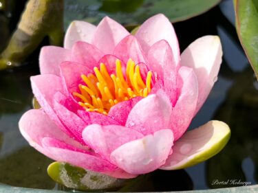 “Hoa huệ nước ma quái” nở rộ tại Vườn Tự nhiên Gia đình Nakajima