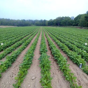 今日（7/3）の黒千石大豆畑です。前回から1か月、かなり育っていました！ペットボトルもすでに越えてました！葉の色も良く、順調に育ってますね ✨【黒千石事業協同組合】