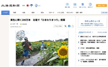 2 triệu bông hoa hướng dương vàng rực rỡ nở rộ ở Hokuryu [Hokkaido Shimbun Digital]