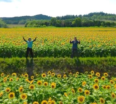 Temmuz: Honoka'nın ayçiçekleri bu yıl da çiçek açtı 🌻 Sonbaharda, Hokuryu Kasabası'nın özel ürünleri olan ayçiçek yağı ve kuruyemişlere dönüştürülecekler ♪ [Honoka Tarım Kooperatifi]