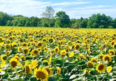 Saat ini, labirin bunga matahari di sebelah Ladang Aigamo sedang mekar penuh 🌻 [Asosiasi Pariwisata Bunga Matahari Kota Hokuryu]