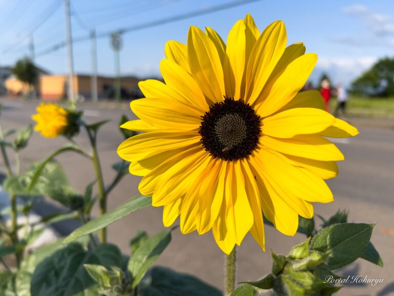 ハッピーカラーできらめくひまわりさん