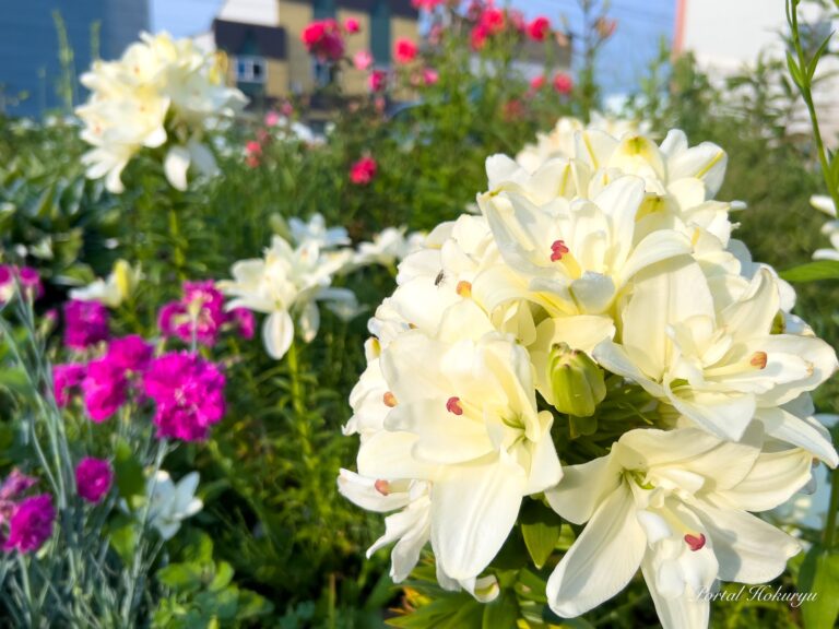 清楚で美しい白いユリの花