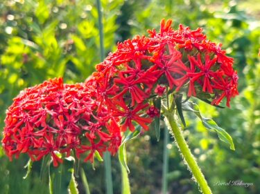 緋色の情熱的な花「アメリカセンノウ」