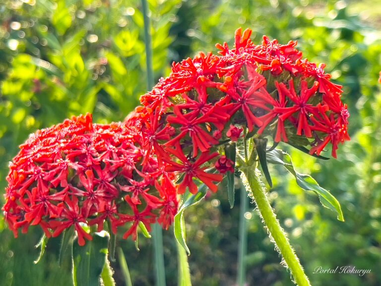 緋色の情熱的な花「アメリカセンノウ」