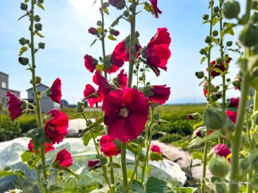 明るくポジティブな心招くタチアオイの花