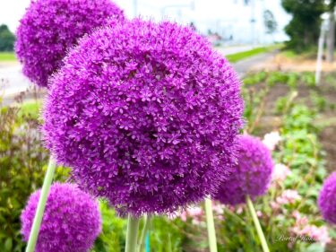 円満な心を満たす花「アリウム・ギガンチウム」