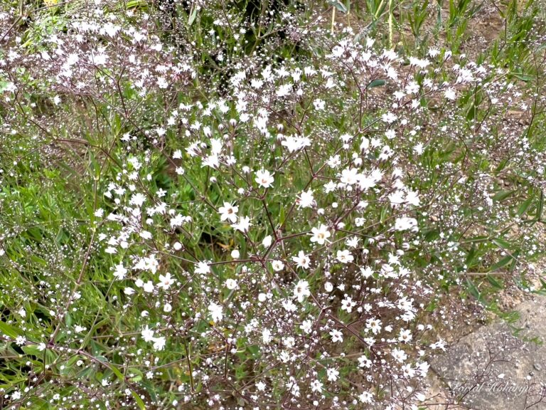宇宙を彷徨う白い星「かすみ草」