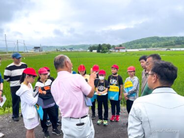 稲作成長経過観察＠真竜小学校５年生