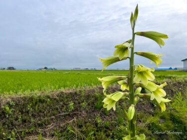 Hãy cầu nguyện cho bông huệ Ezouba ma quái! [Khu vườn tự nhiên của gia đình Nakajima]
