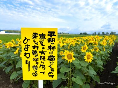 今年も見事に咲き誇る「平和の祈り（願い）をこめた黄倉良二さんの「ひまわりさん達」！