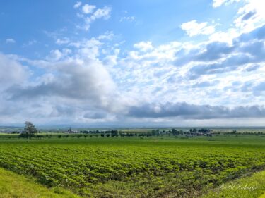 7月10日（水）ひまわりの里開花状況：元気いっぱい成長中！