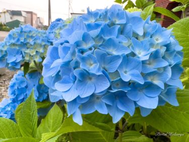 心和む瑠璃色の紫陽花