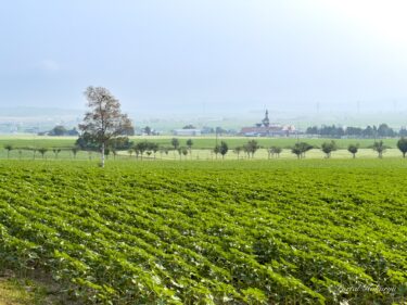 7月16日（火）ひまわりの里開花状況：数輪のひまわりが咲き始めました！