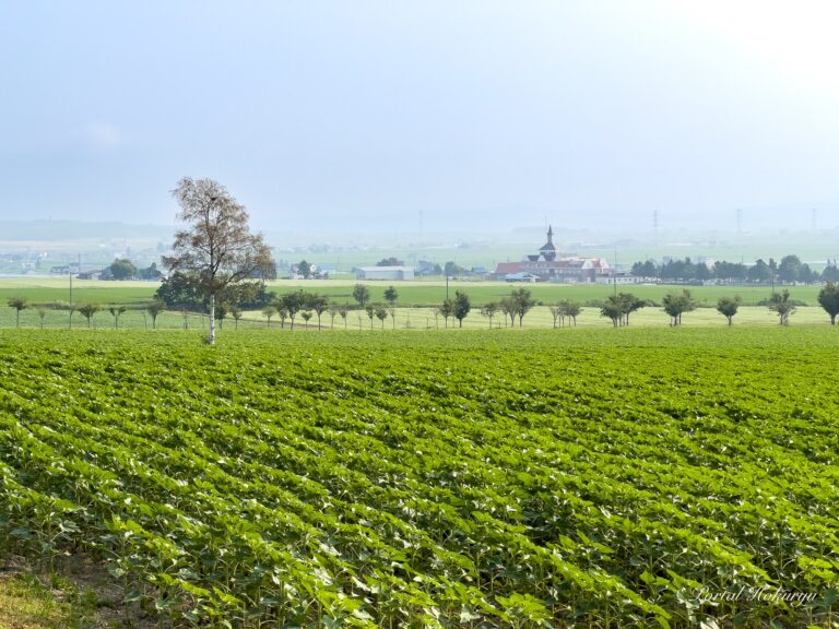 ひまわりの里2024/7/16