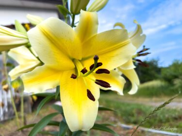 高貴な大輪の百合「コンカドール」