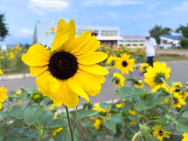 "सनफिनिटी" शहर में खिलते सूरजमुखी