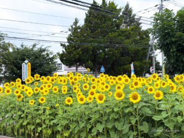 北竜町役場横の花壇のひまわりさん達、笑顔満開！