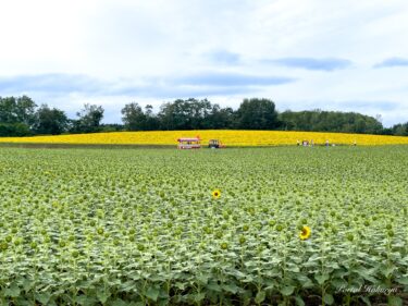 7月26日（金）ひまわりの里開花状況：西側の丘の上の圃場は、満開！見頃です！