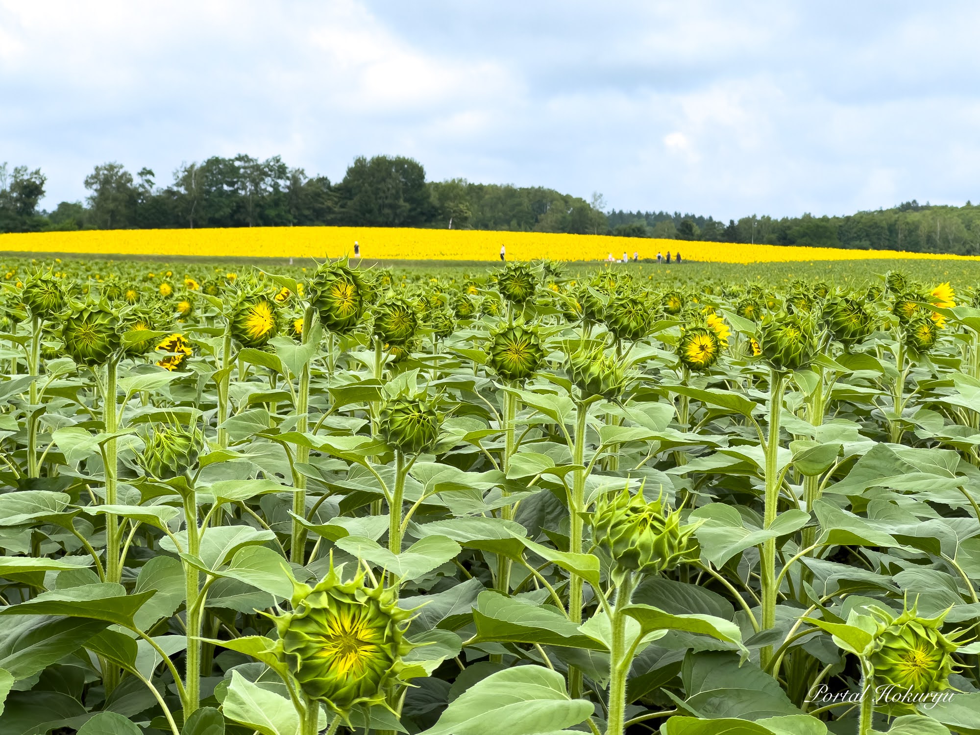 7月27日 ジャンボ迷路は咲き始め