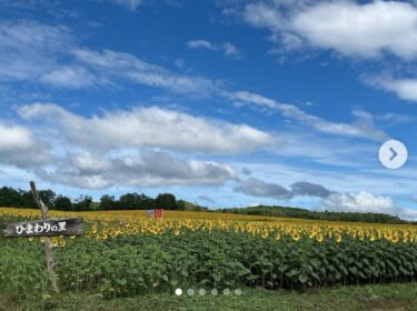 7月30日（水）ひまわり咲いてきてますよ〜 🌻 お店の方も今週営業しています！お待ちしています☺️【お食事処向日葵】
