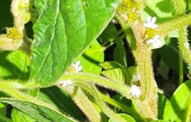 अगस्त का महीना शुरू हो चुका है! होक्काइडो में हर दिन गर्मी पड़ रही है, लेकिन हम धूप के लिए शुक्रगुज़ार हैं क्योंकि कुरोसेंगोकू सोयाबीन के बढ़ने के लिए यह ज़रूरी है। कुरोसेंगोकू सोयाबीन में फूल आने शुरू हो गए हैं ✨ [कुरोसेंगोकू व्यापार सहकारी संघ]