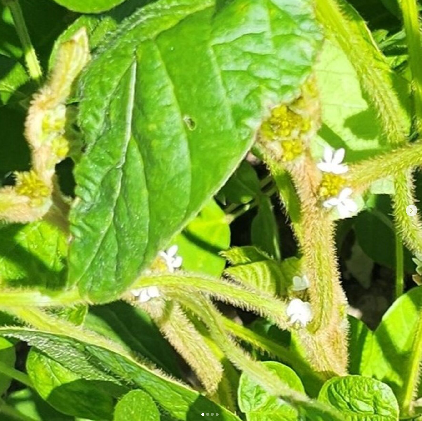 It's August! It's hot every day in Hokkaido, but we're grateful for the sunshine our Kurosengoku soybeans need to grow. The flowers of the Kurosengoku soybeans have bloomed! ✨ [Kurosengoku Business Cooperative Association]